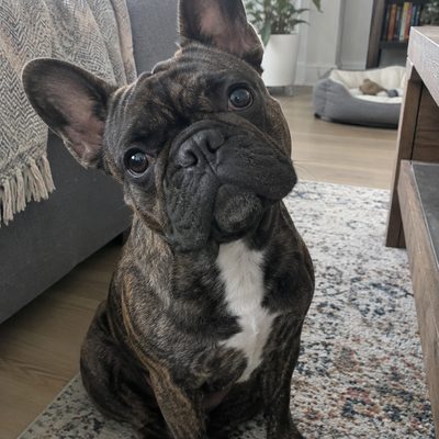 The French bulldog photo we started from